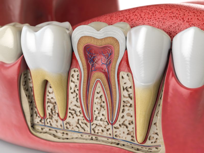 Tooth Anatomy